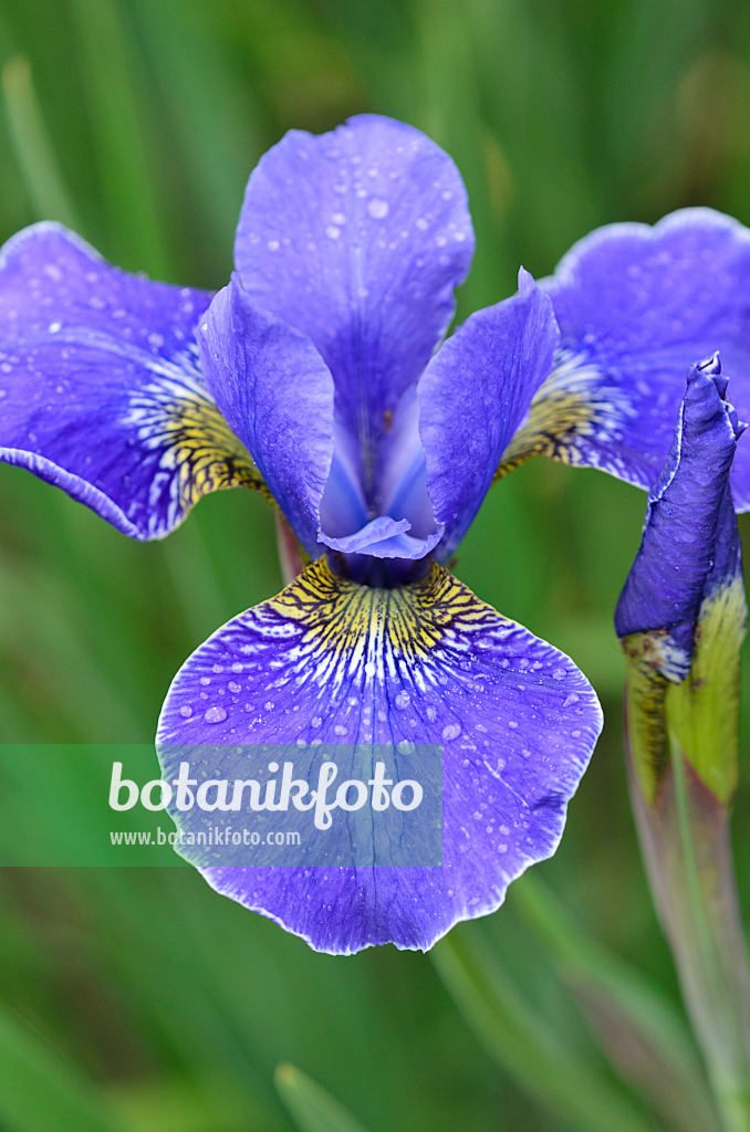 533538 - Siberian iris (Iris sibirica 'Caesar's Brother')