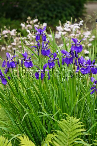 533456 - Siberian iris (Iris sibirica 'Emperor')