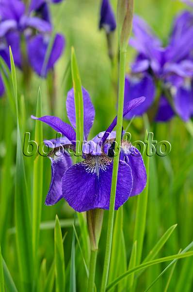 533457 - Siberian iris (Iris sibirica 'Emperor')