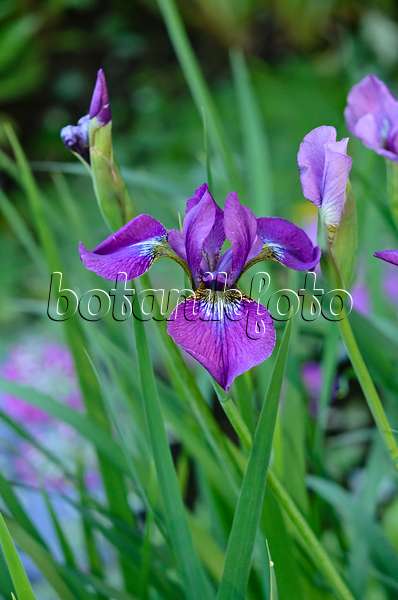 533625 - Siberian iris (Iris sibirica 'Ewen')