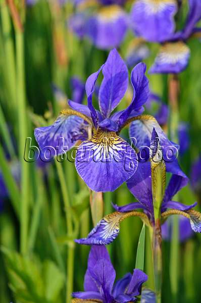 533626 - Siberian iris (Iris sibirica 'Goldkind')