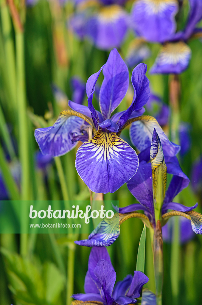 533626 - Siberian iris (Iris sibirica 'Goldkind')