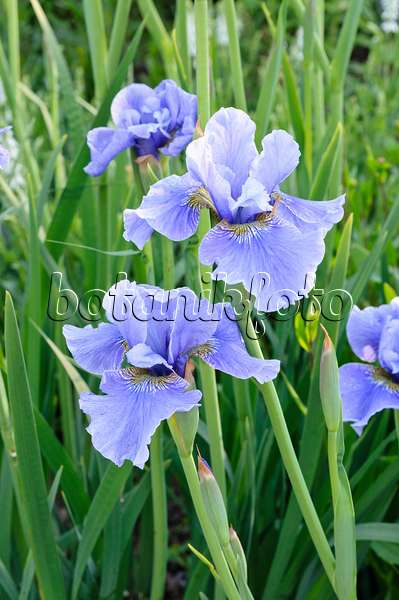 472318 - Siberian iris (Iris sibirica 'Hellblauer Riese')