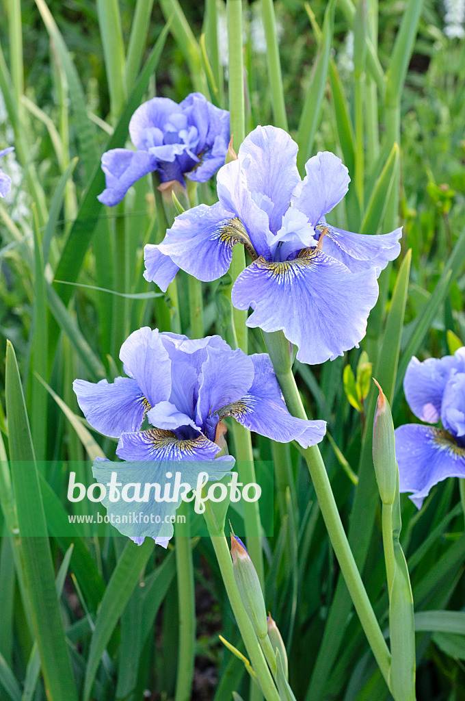 472318 - Siberian iris (Iris sibirica 'Hellblauer Riese')