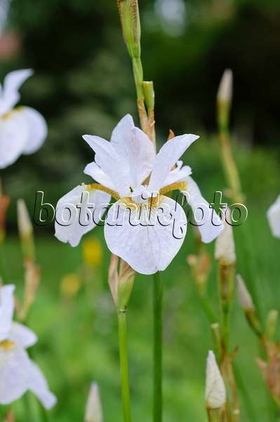 473130 - Siberian iris (Iris sibirica 'Hohe Warte')