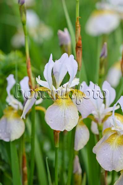 533404 - Siberian iris (Iris sibirica 'Langthorns Pink')