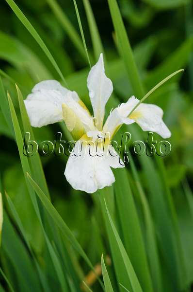533399 - Siberian iris (Iris sibirica 'Whisley White')