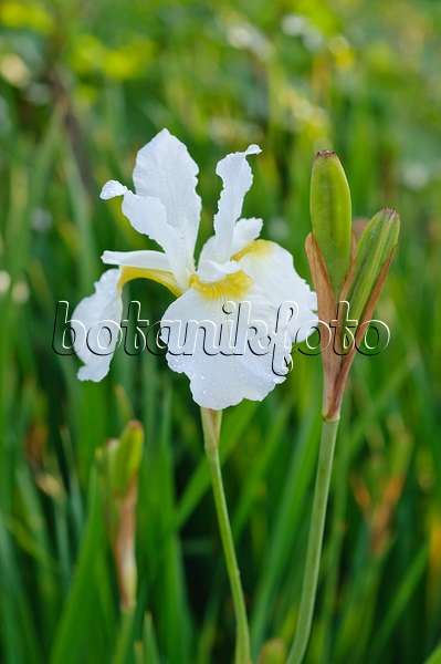 473152 - Siberian iris (Iris sibirica 'White Swirl')