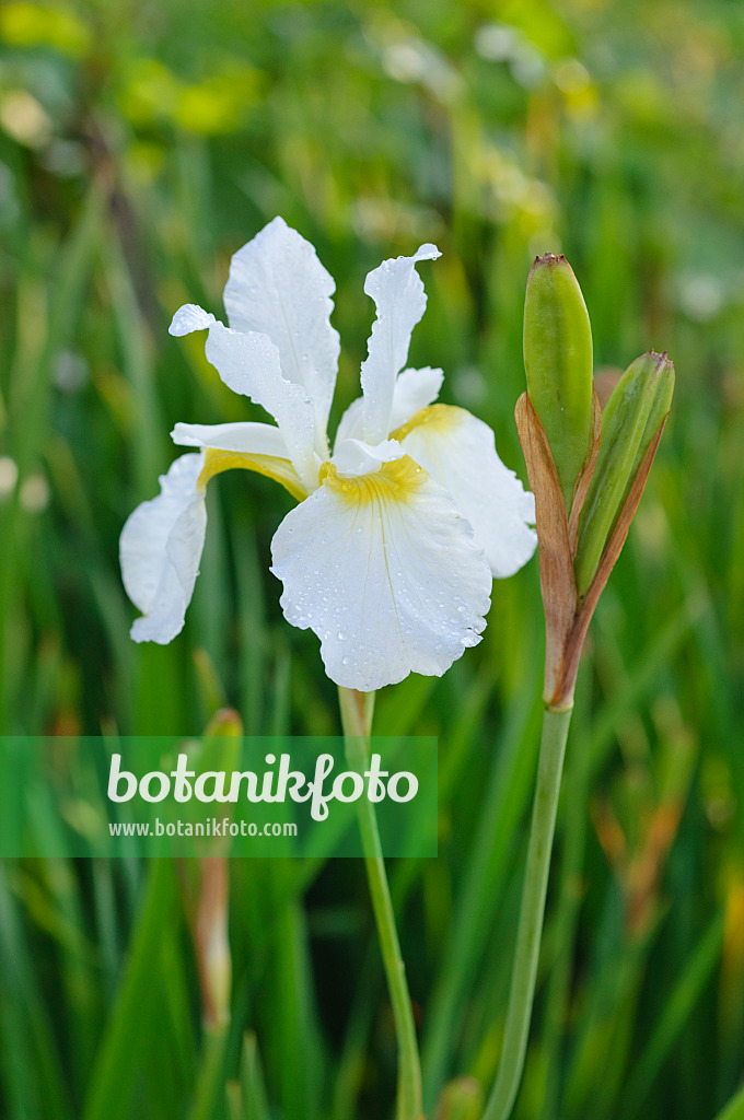 473152 - Siberian iris (Iris sibirica 'White Swirl')