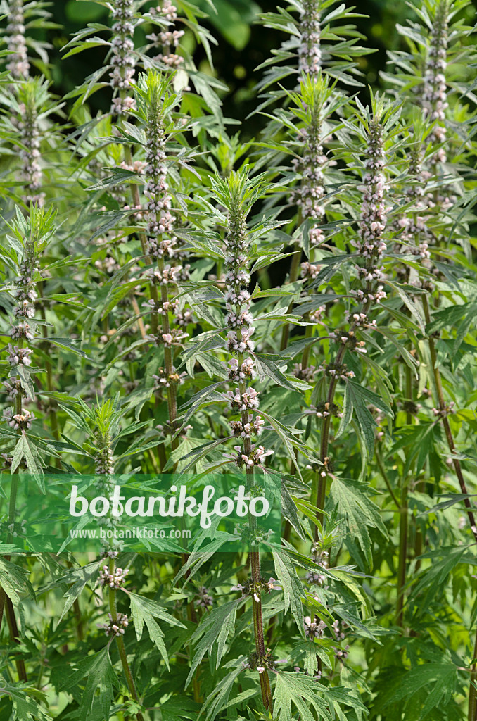 497101 - Siberian motherwort (Leonurus sibiricus)