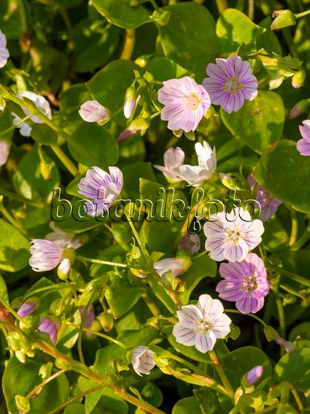 425040 - Siberian spring beauty (Claytonia sibirica syn. Montia sibirica)