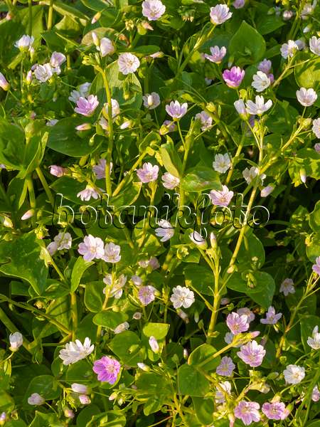 425041 - Siberian spring beauty (Claytonia sibirica syn. Montia sibirica)