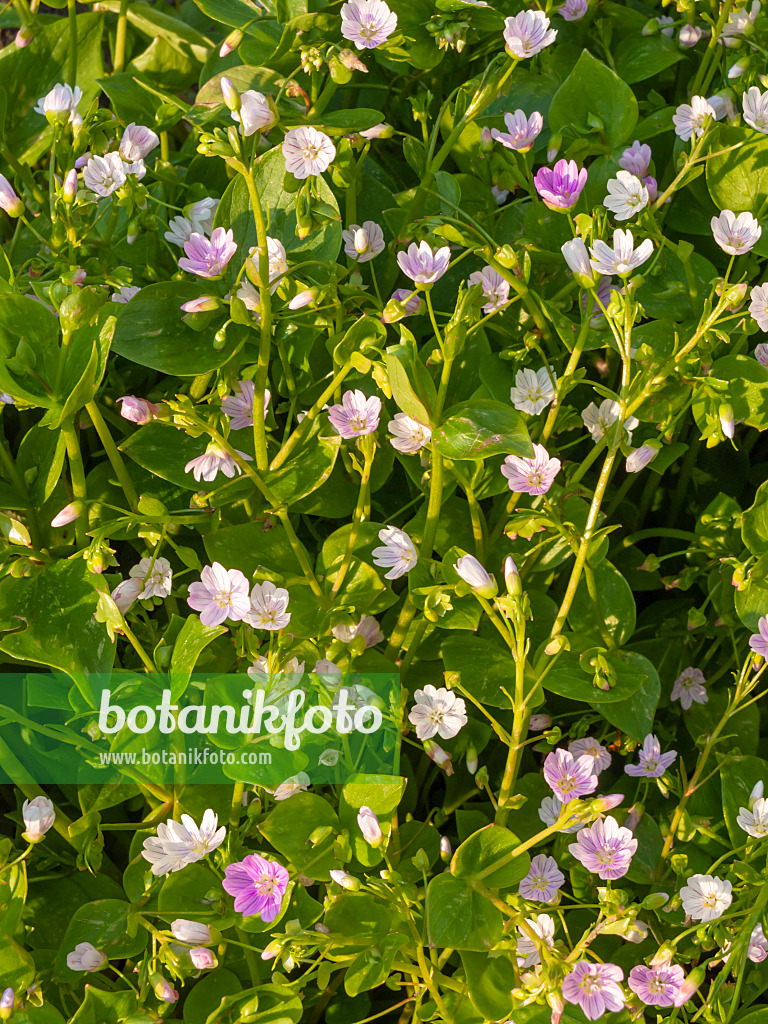 425041 - Siberian spring beauty (Claytonia sibirica syn. Montia sibirica)