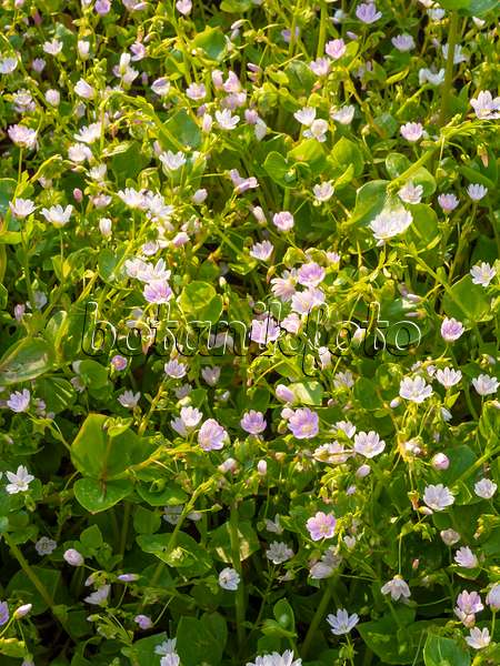 425044 - Siberian spring beauty (Claytonia sibirica syn. Montia sibirica)