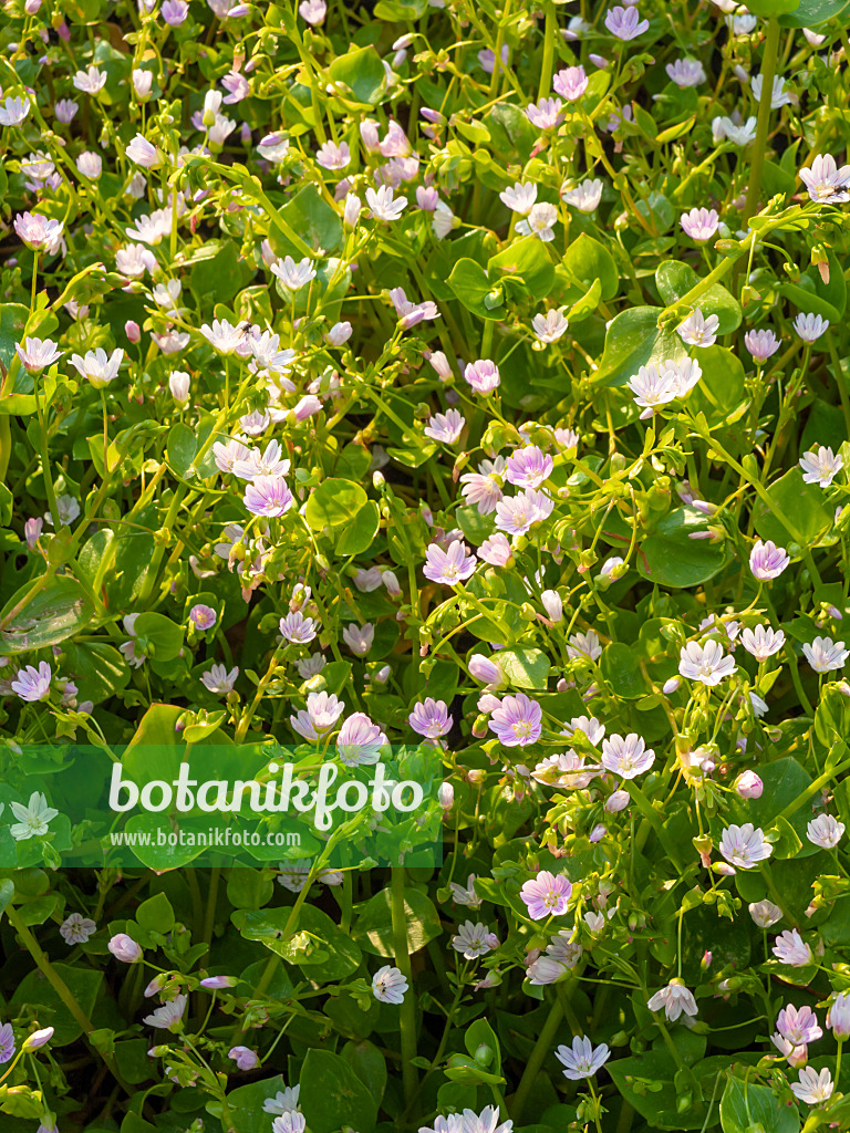 425044 - Siberian spring beauty (Claytonia sibirica syn. Montia sibirica)