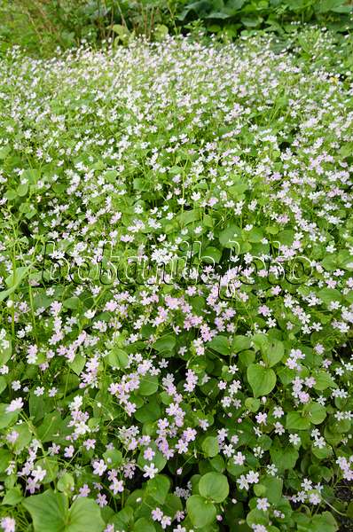 520441 - Siberian spring beauty (Claytonia sibirica syn. Montia sibirica)