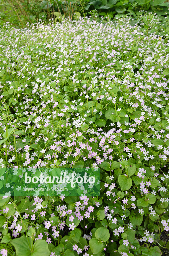 520441 - Siberian spring beauty (Claytonia sibirica syn. Montia sibirica)