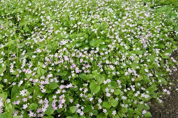 520442 - Siberian spring beauty (Claytonia sibirica syn. Montia sibirica)