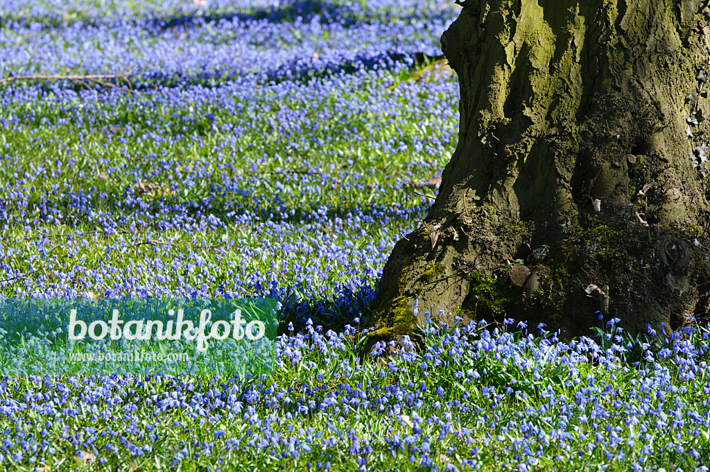 470074 - Siberian squill (Scilla siberica)