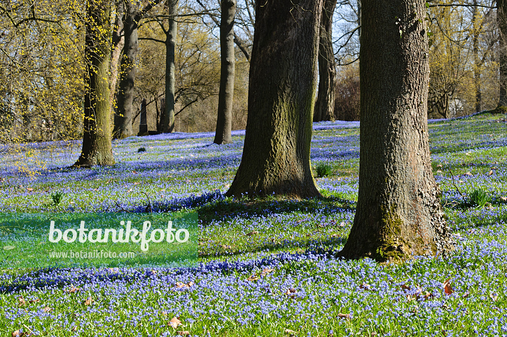 470075 - Siberian squill (Scilla siberica)