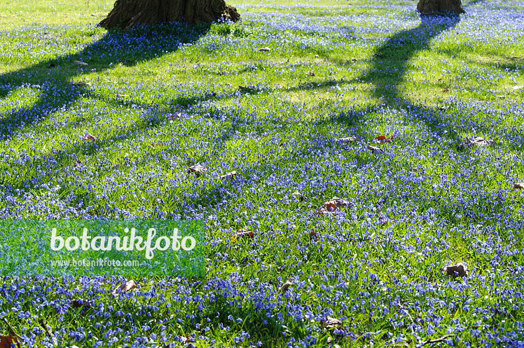 470076 - Siberian squill (Scilla siberica)