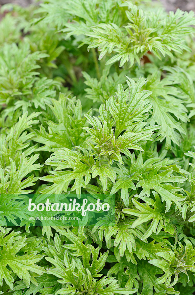 483166 - Siberian stinging nettle (Urtica cannabina)