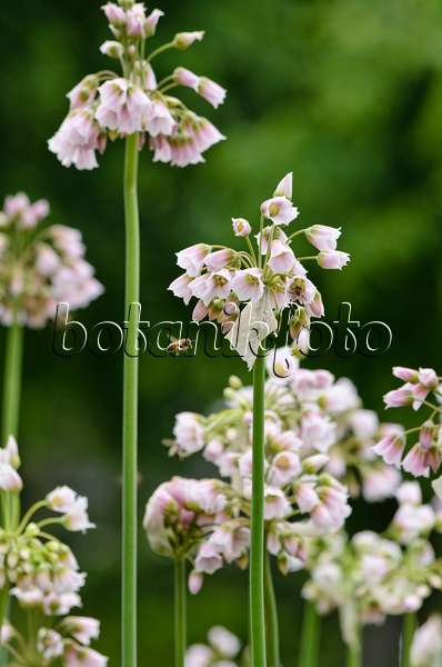 520474 - Sicilian honey lily (Allium siculum syn. Nectaroscordum siculum subsp. bulgaricum)