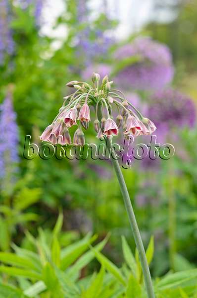 533356 - Sicilian honey lily (Allium siculum syn. Nectaroscordum siculum subsp. bulgaricum)