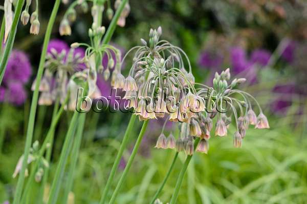533479 - Sicilian honey lily (Allium siculum syn. Nectaroscordum siculum subsp. bulgaricum)