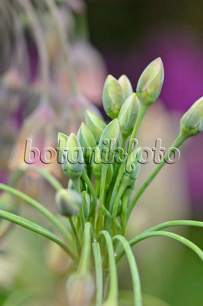 533481 - Sicilian honey lily (Allium siculum syn. Nectaroscordum siculum subsp. bulgaricum)