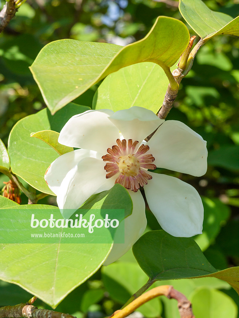 439111 - Siebold's magnolia (Magnolia sieboldii)