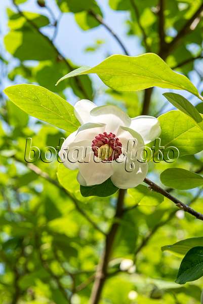 638163 - Siebold's magnolia (Magnolia sieboldii)
