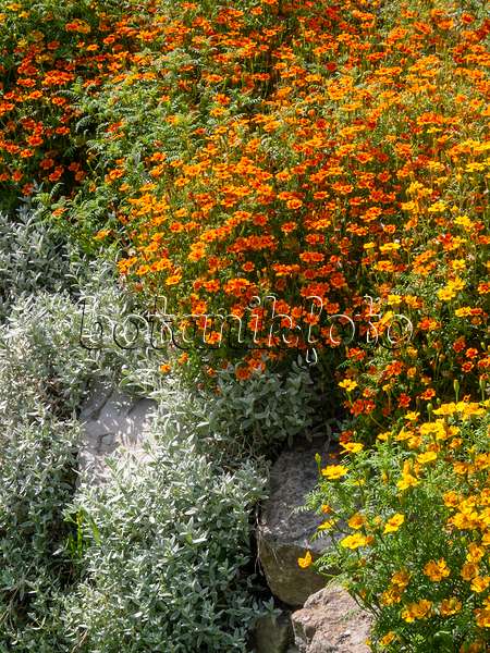404072 - Signet marigold (Tagetes tenuifolia)