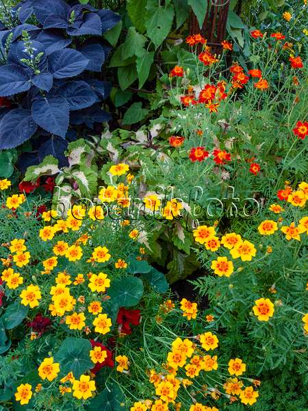 416049 - Signet marigold (Tagetes tenuifolia)