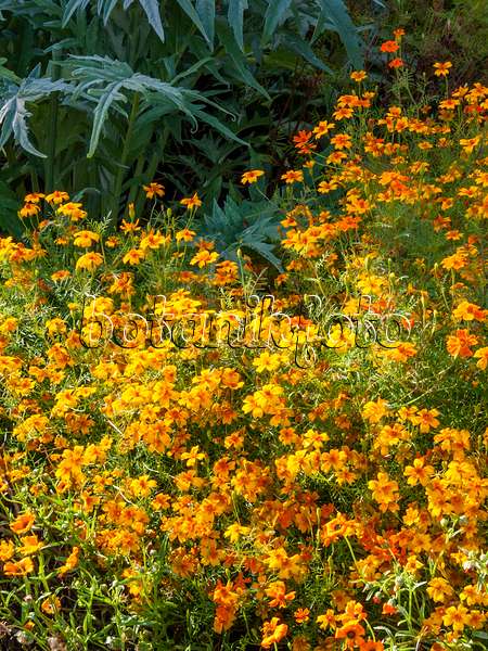 417038 - Signet marigold (Tagetes tenuifolia)