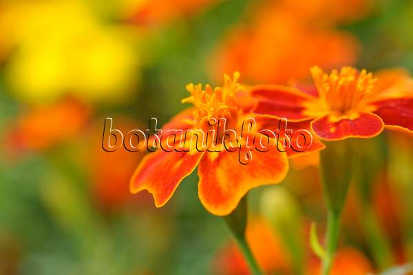 474383 - Signet marigold (Tagetes tenuifolia)