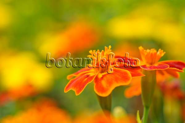 474384 - Signet marigold (Tagetes tenuifolia)
