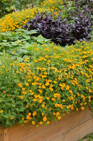 523054 - Signet marigold (Tagetes tenuifolia)