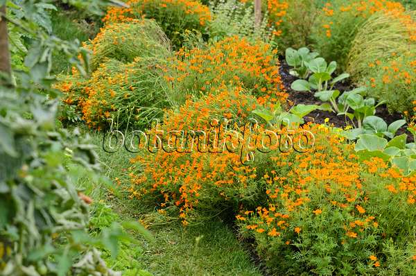 523055 - Signet marigold (Tagetes tenuifolia)