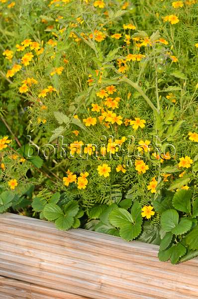 523181 - Signet marigold (Tagetes tenuifolia)