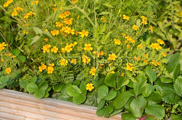 523182 - Signet marigold (Tagetes tenuifolia)