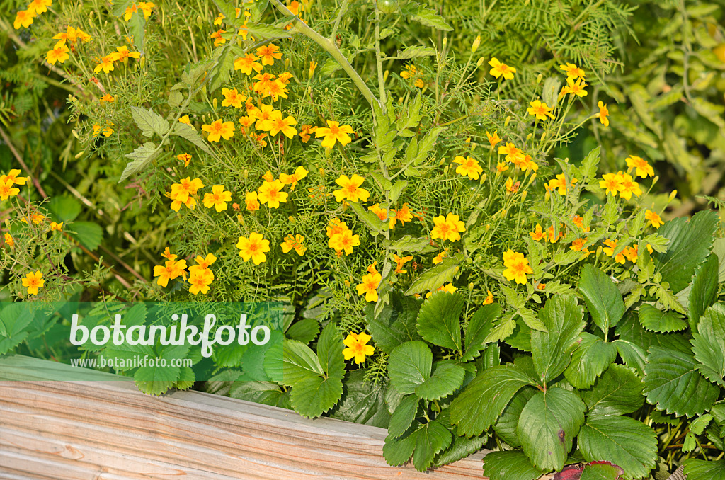 523182 - Signet marigold (Tagetes tenuifolia)