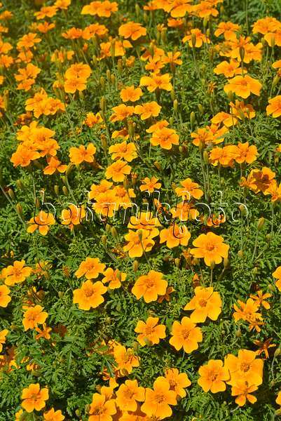608113 - Signet marigold (Tagetes tenuifolia)