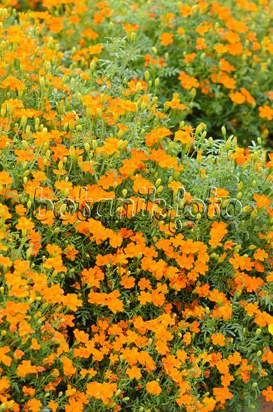 536122 - Signet marigold (Tagetes tenuifolia 'Carina')