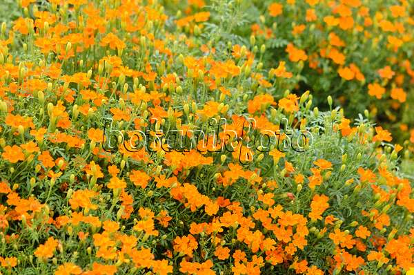 536123 - Signet marigold (Tagetes tenuifolia 'Carina')