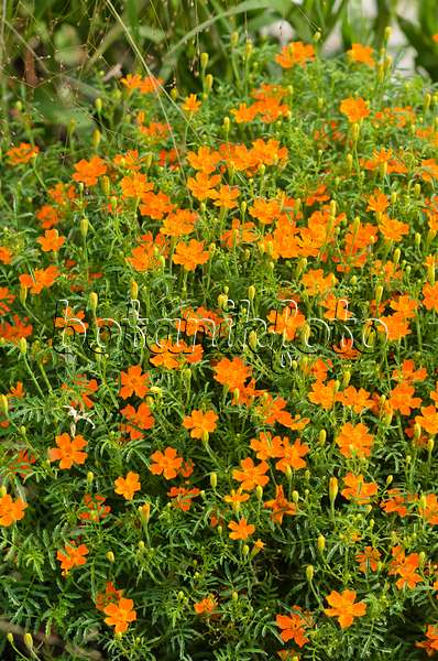 523039 - Signet marigold (Tagetes tenuifolia 'Luna Orange')