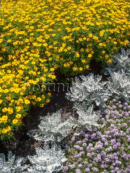 403061 - Signet marigold (Tagetes tenuifolia 'Tutu') and silver groundsel (Senecio cineraria)