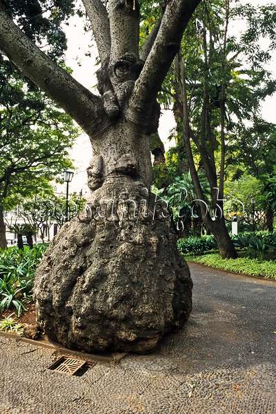 388042 - Silk floss tree (Ceiba speciosa syn. Chorisia speciosa), Jardim de S. Francisco, Funchal, Madeira, Portugal