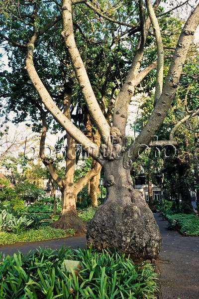 388123 - Silk floss tree (Ceiba speciosa syn. Chorisia speciosa), Jardim de S. Francisco, Funchal, Madeira, Portugal
