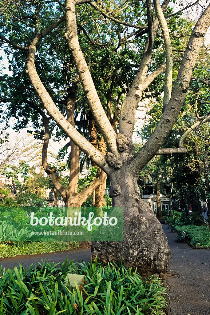 388123 - Silk floss tree (Ceiba speciosa syn. Chorisia speciosa), Jardim de S. Francisco, Funchal, Madeira, Portugal